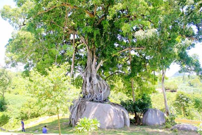 C&acirc;y sanh cổ thụ tại Nghệ An trở th&agrave;nh c&acirc;y di sản Việt Nam