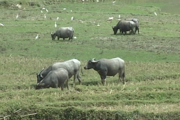 Đàn gia súc giảm mạnh