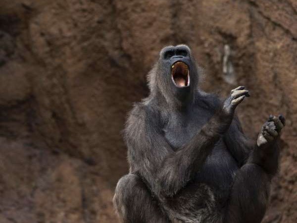 Công bố nghiên cứu mới: Loài khỉ có thể "nói" được tiếng người?