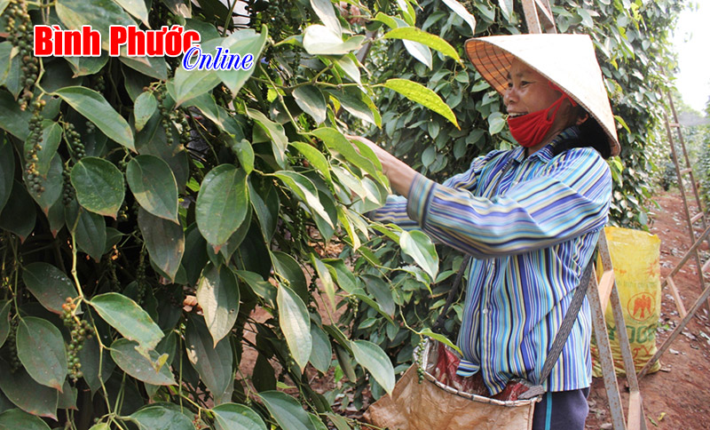 Lộc Ninh vận động thành lập Hội hồ tiêu