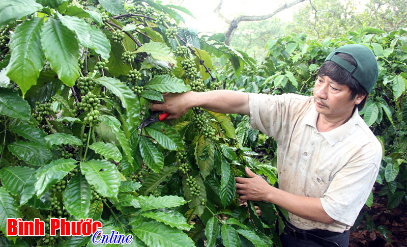 Đảng bộ x&atilde; Minh Hưng ph&aacute;t huy lợi thế x&acirc;y dựng đơn vị vững mạnh