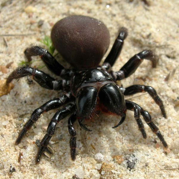 Phát hiện nhiều loài nhện mới, quý hiếm tại Australia và Ấn Độ