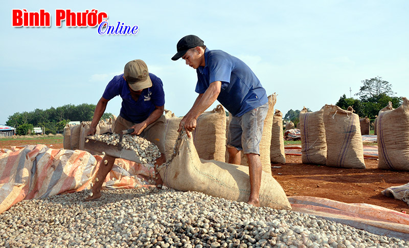 Mùa điều 2015 giá cao và ổn định: Nông dân hăng hái đầu tư cho vụ mới