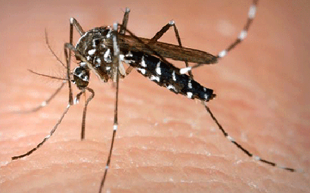 Sốt xuất huyết tăng 52% so với năm 2014