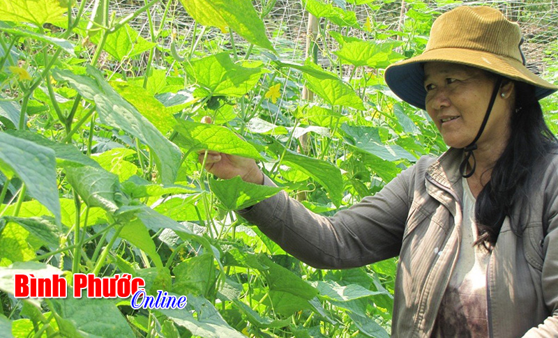 Nâng cao vai trò, trách nhiệm của Hội Nông dân trong xây dựng nông thôn mới