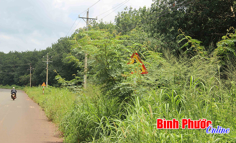Phóng sự ảnh: Cỏ cây “hại” biển báo giao thông