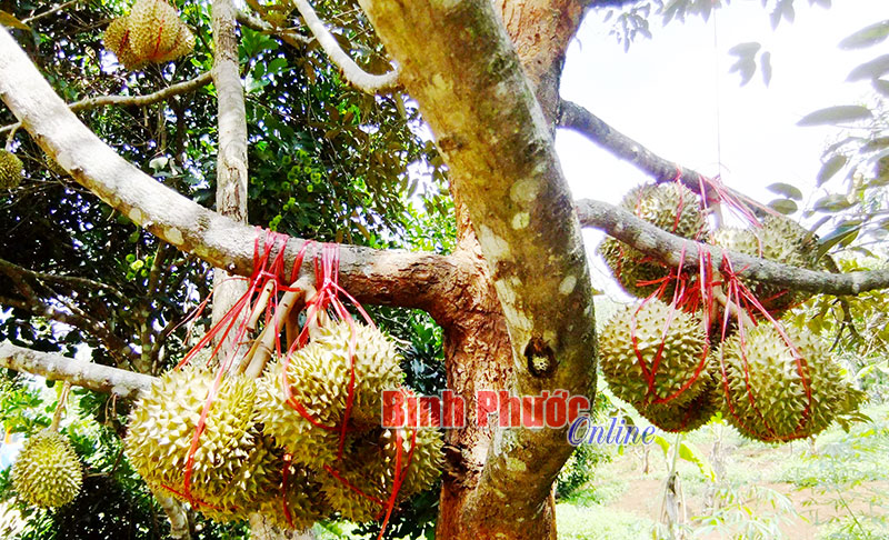 Sầu riêng nhúng thuốc -  sự thật và nỗi oan