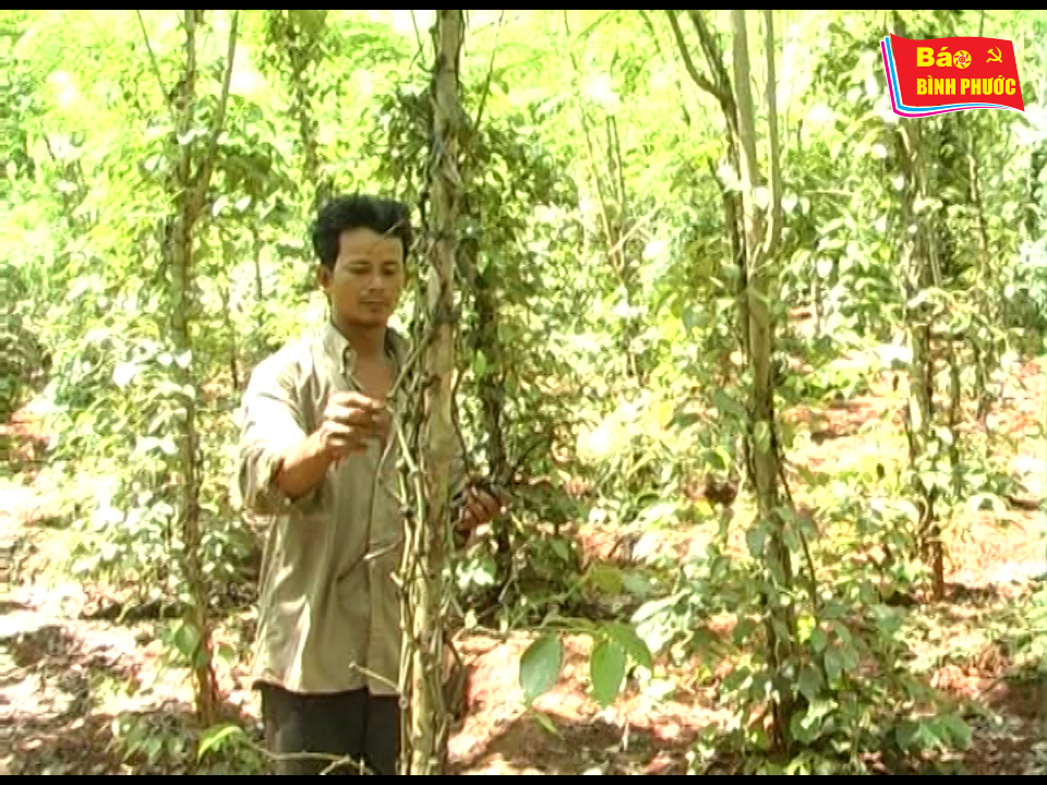 [Video] Hàng ngàn trụ tiêu bị khô nhánh, rụng lá và trái