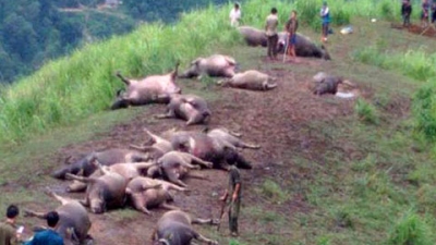 Sét đánh chết cả một đàn trâu gần 20 con tại tỉnh Hà Giang