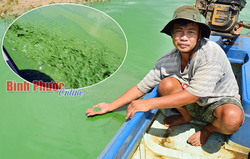 Thượng nguồn sông Sài Gòn đang “ngộp thở” bởi váng xanh