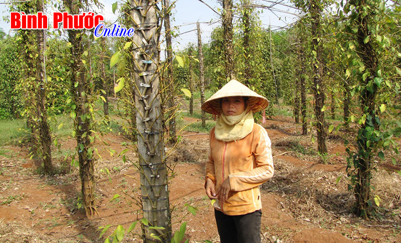 Tăng cường phòng chống bệnh chết nhanh, chết chậm trên cây tiêu