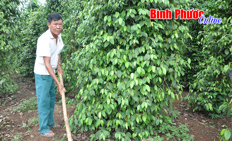 Thoát nghèo nhờ chăm chỉ lao động