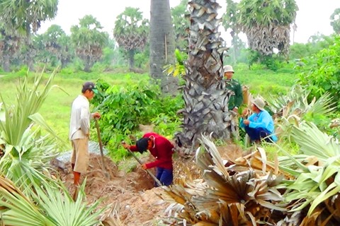 Sẽ ngăn chặn chuyện đào cây thốt nốt bán cho Trung Quốc