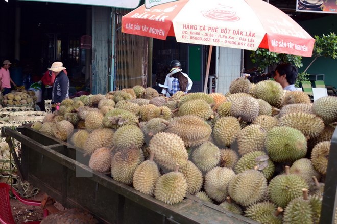 Xử lý nghiêm việc dùng hóa chất để "ép" sầu riêng chín nhanh