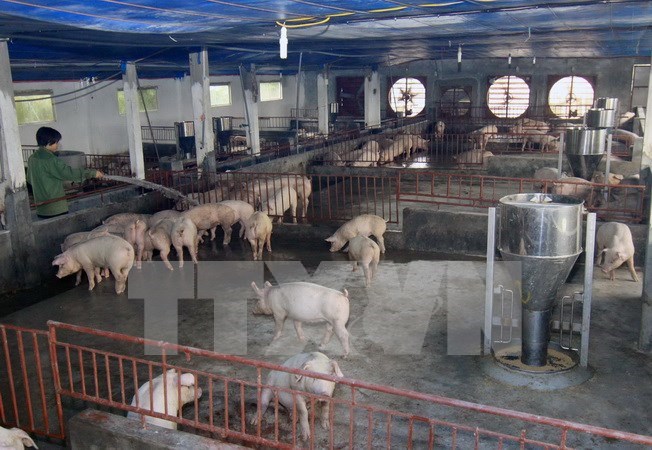 Bộ trưởng Cao Đức Phát chỉ đạo “siết” quản lý chất cấm trong chăn nuôi