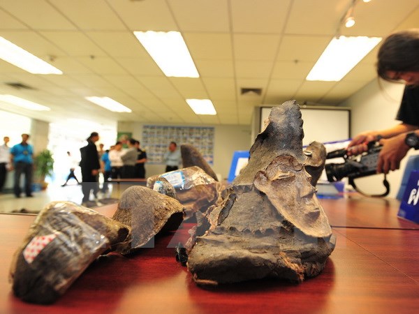 Sừng tê giác nhân tạo sẽ gây ảnh hưởng tiêu cực lên tê giác thật