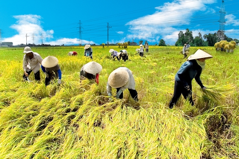 3,268 tỷ đồng thực hiện đề án đổi mới kinh tế hợp tác trong nông nghiệp