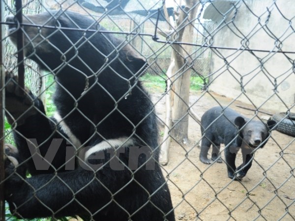 Hoa Kỳ-Việt Nam tăng cường hợp tác bảo vệ động vật hoang dã