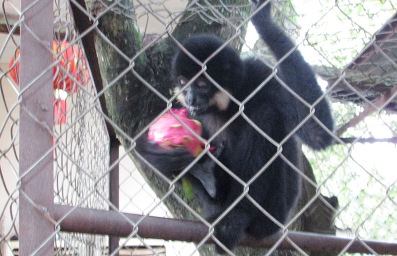 Người dân tự nguyện giao 2 con vượn quý cho BQL Vườn quốc gia Bù Gia Mập