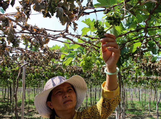 Ninh Thuận khởi tố điều tra vụ hủy hoại vườn nho