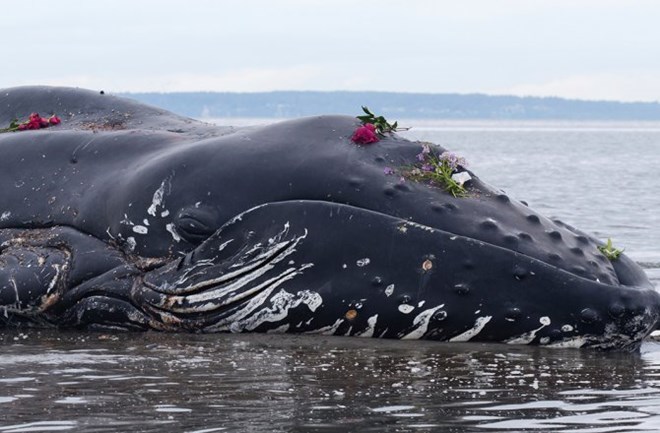 Cá voi chết hàng loạt, hơn 300 con dạt vào bờ biển ở Chile