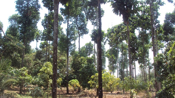 Chính sách cho vay trồng rừng và phát triển chăn nuôi