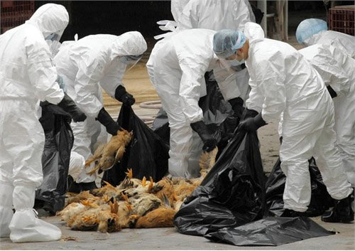 Cảnh báo nguy cơ cúm A/H7N9 xâm nhập từ Trung Quốc