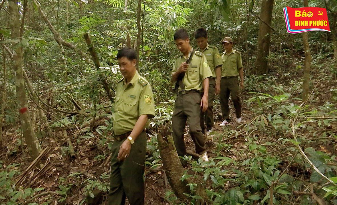 [Video] Chung tay gìn giữ "lá phổi xanh"