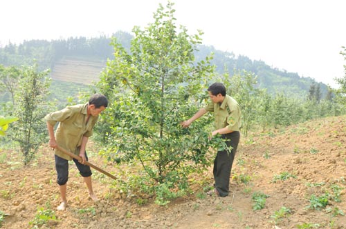 Đơn vị quốc doanh được giao chưa trồng rừng