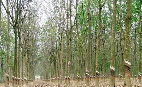 Công ty TNHH MTV cao su Bình Long chuyển vốn đầu tư tại 5 doanh nghiệp