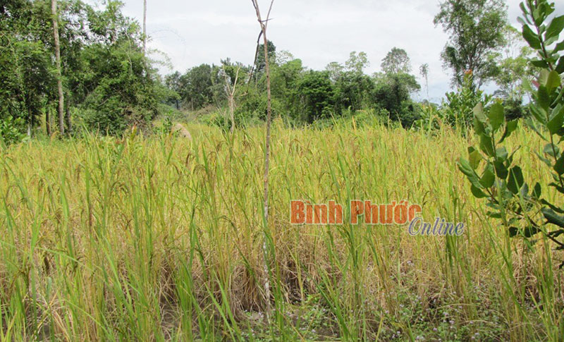 900 ha đất lâm nghiệp bị lấn chiếm