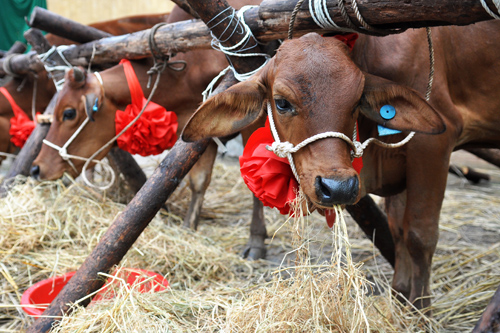 Doanh nhân TP. Hồ Chí Minh tặng bò giống cho người nghèo xã Lộc Tấn