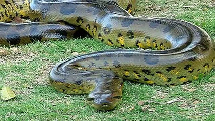 Anaconda Quái vật rừng Amazon