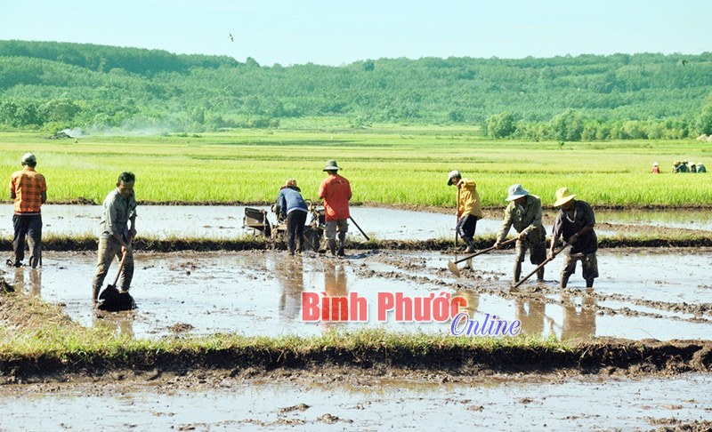 Ngày mùa ở An Khương