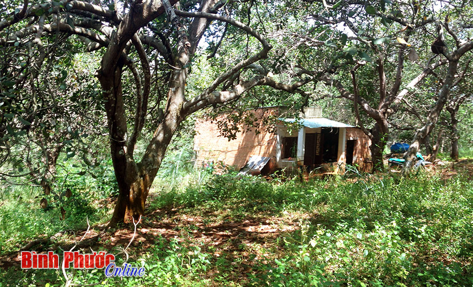 Chuyện lạ ở Phú Riềng: Mua tài sản qua đấu giá nhưng không có quyền sử dụng