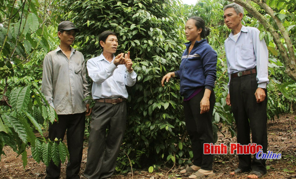 Thôn không có hộ nghèo