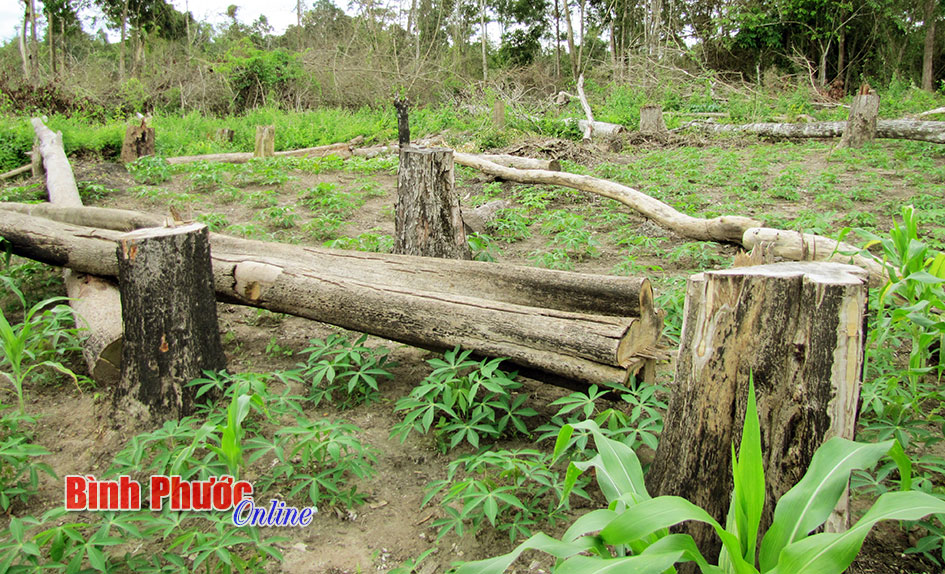 G&oacute;p &yacute; dự thảo bộ Luật H&igrave;nh sự sửa đổi: Tội hủy hoại rừng c&ograve;n nhiều bất cập