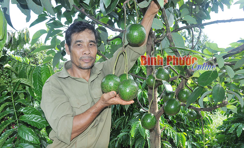 Triển vọng từ bơ Booth