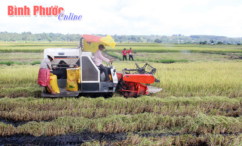 Bù Ca Mau rộn ràng mùa thu hoạch lúa