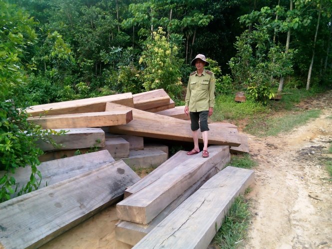 Tịch thu 48 ph&aacute;ch gỗ trong rừng