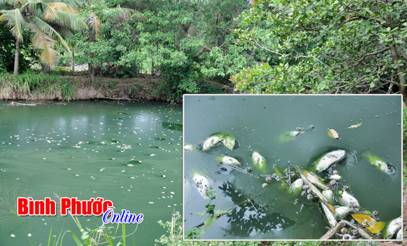 Cá chết trắng ao nghi do ô nhiễm nguồn nước