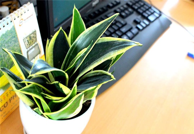 Cắm cành trường xuân, lưỡi hổ giải độc không khí trong nhà