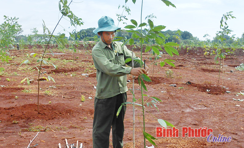 Trồng xen 325 ha keo lai trên diện tích cao su tái canh 2015