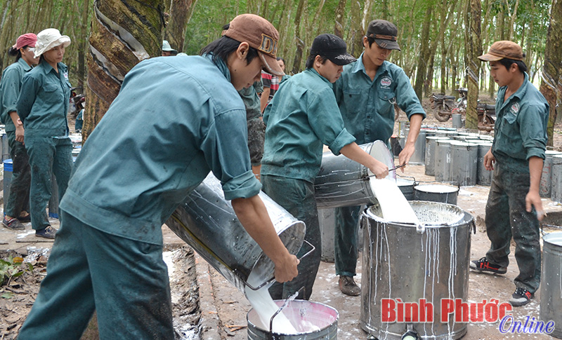 Đảng bộ C&ocirc;ng ty TNHH MTV Cao su S&ocirc;ng B&eacute; kh&ocirc;ng c&ograve;n tổ sản xuất kh&ocirc;ng c&oacute; chi bộ