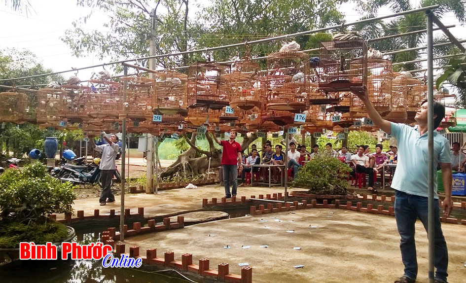 100 lồng chim ch&agrave;o m&agrave;o thi h&oacute;t