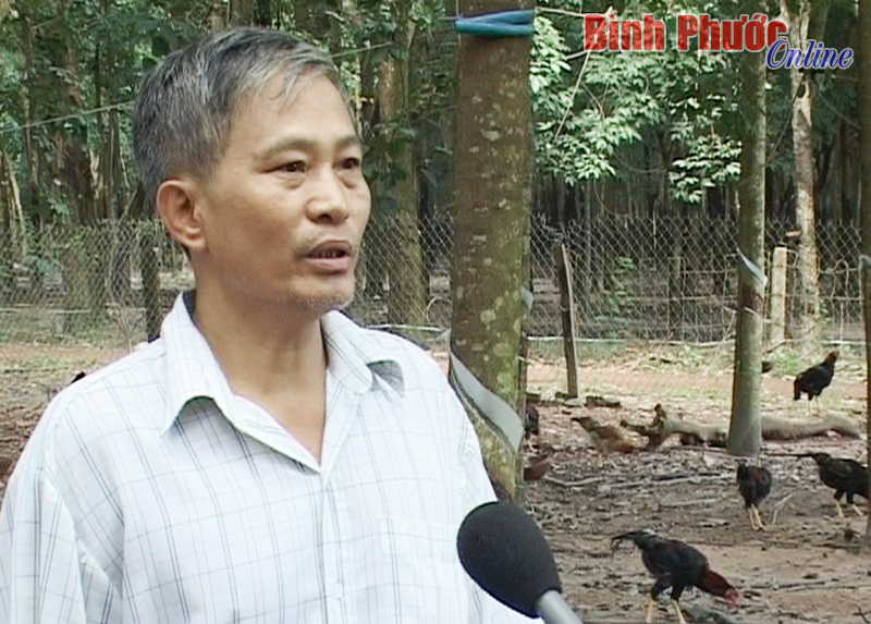 Ông Chu Văn Lưu: Làm giàu từ nuôi gà an toàn sinh học