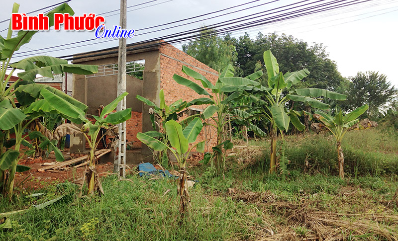 Chuyện lạ ở Phước Minh