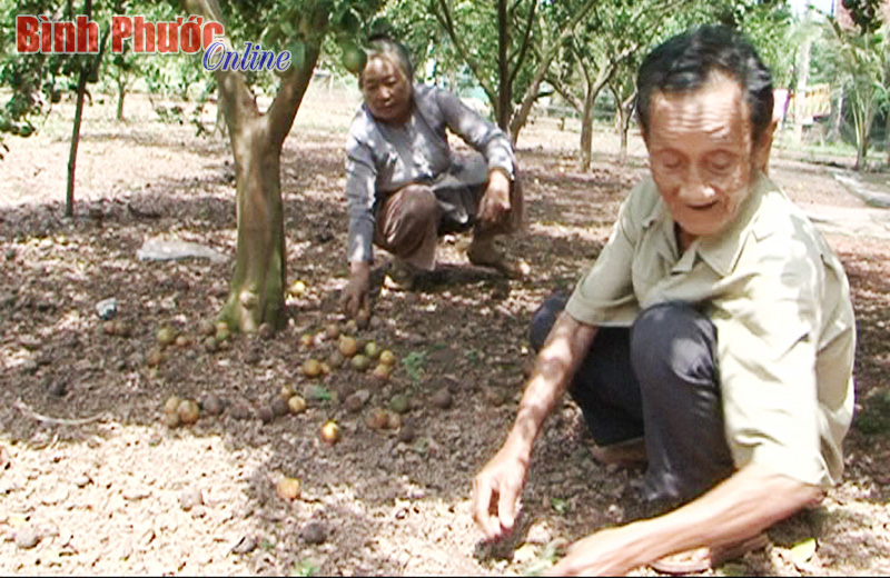 Đắng ngắt quýt đường