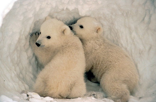 Hãy cùng chiêm ngưỡng vẻ đẹp đáng yêu và ngộ nghĩnh của gấu Bắc Cực trong hình ảnh. Đây sẽ là trải nghiệm tuyệt vời khi bạn được đắm chìm vào thế giới của những chú gấu xinh đẹp đấy!