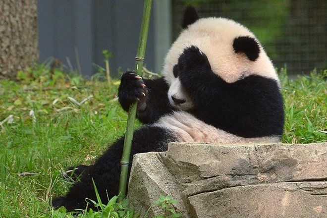 Giới khoa học giải mã được bí mật ngôn ngữ của gấu trúc